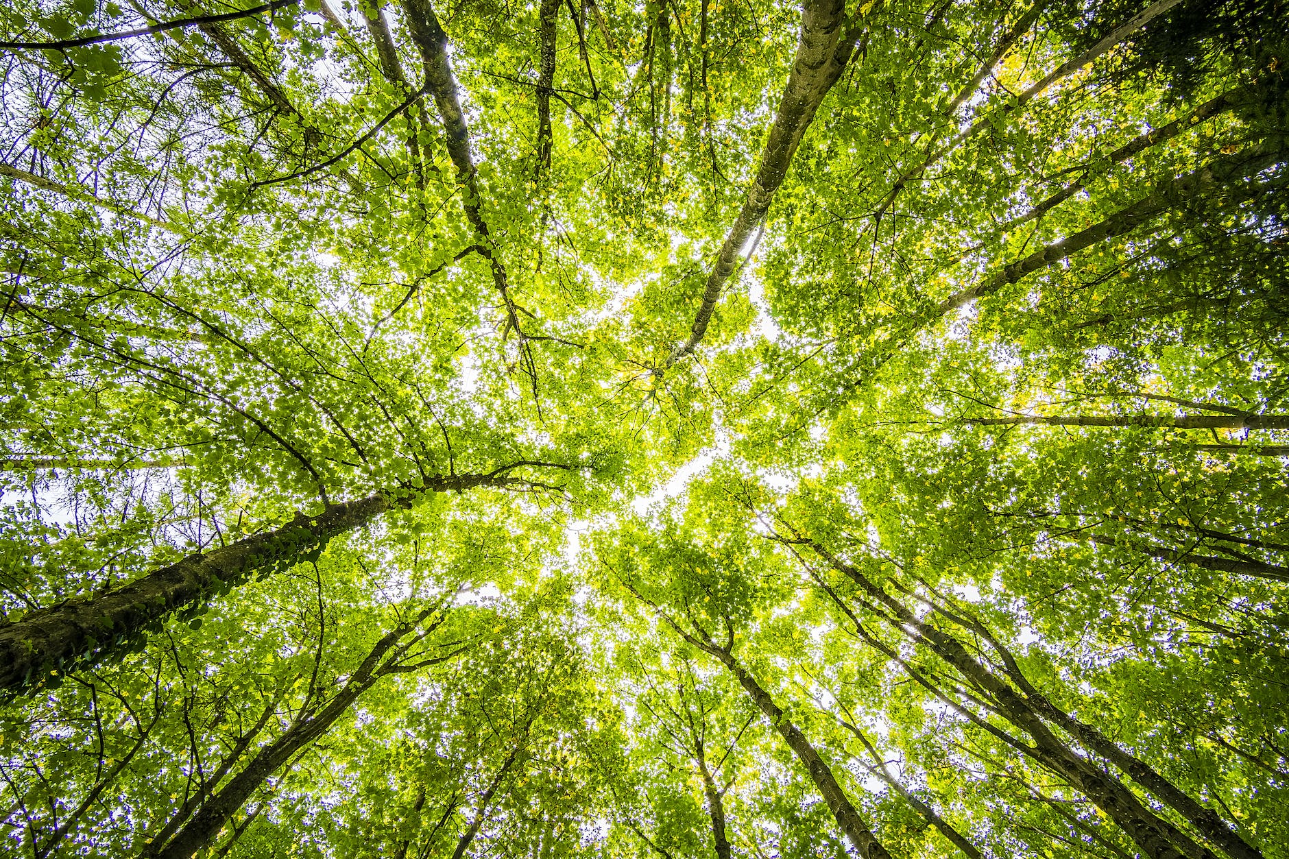 worms eye view of green trees sunlight